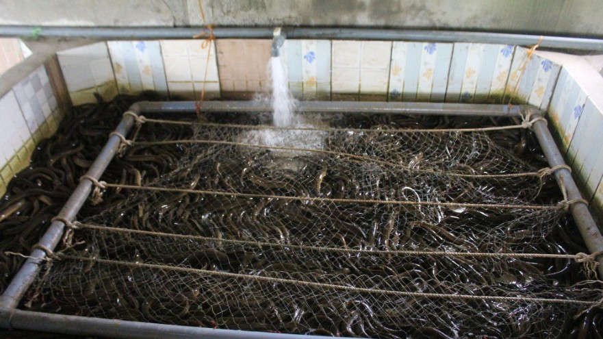 Nông dân nghệ An thu trăm triệu mỗi năm nhờ nuôi lươn không bùn