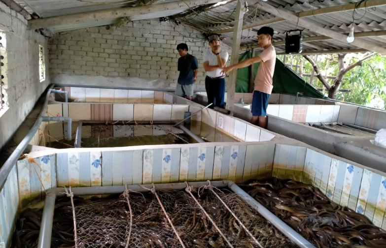 Thu trăm triệu mỗi năm nhờ nuôi lươn không bùn