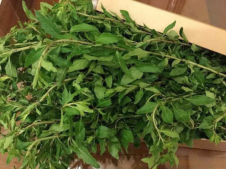 Rau củ khởi chỉ có ở Lào Cai, là rau dại nên rất sạch và bổ dưỡng Rau củ khởi chỉ có ở Lào Cai, là rau dại nên rất sạch và bổ dưỡng