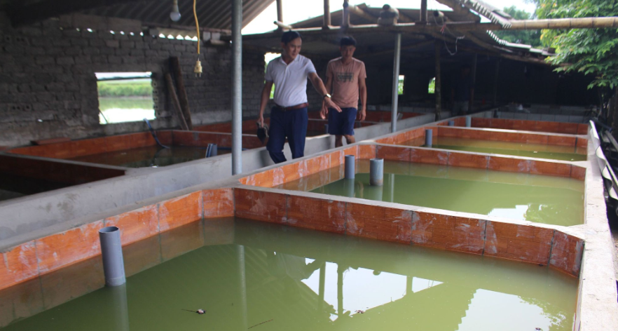 Thu trăm triệu mỗi năm nhờ nuôi lươn không bùn