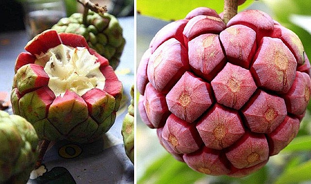 Quả nhiều mắt, được mệnh danh “thần dược phòng the”, giá 500.000 đồng/kg vẫn đắt hàng