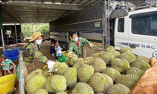 Sầu riêng tại huyện Krông Pắc, tỉnh Đắk Lắk - Ảnh: Trung Tân