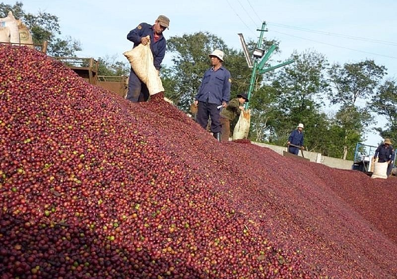 Hiện nay yếu tố tỷ giá đóng một vai trò quan trọng trong việc làm giá cà phê, cả trong nước lẫn giá trên sàn. Hiện nay yếu tố tỷ giá đóng một vai trò quan trọng trong việc làm giá cà phê, cả trong nước lẫn giá trên sàn.