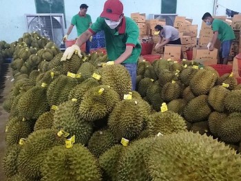 Xuất khẩu sầu riêng sang Trung Quốc, ngổn ngang việc cấp mã số vùng trồng