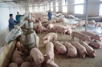 Đẩy mạnh trồng ngô sinh khối, gỡ khó cho người chăn nuôi