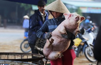 Giá heo hơi tiếp đà giảm, nhận diện những sóng ngầm trên thị trường thịt heo