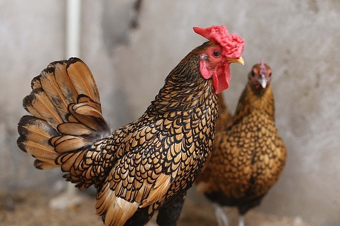 Gà vảy cá, hay còn gọi là gà lai cá, tên quốc tế là gà Sebright.