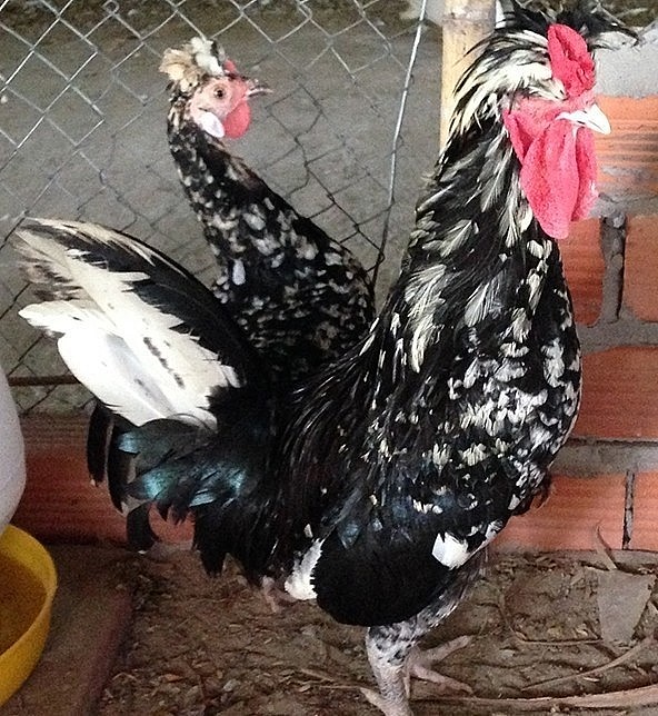 Giống gà quý phi còn gọi là gà Hoàng gia, có nguồn gốc từ nước Anh. 