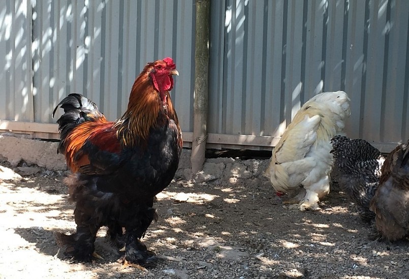 Gà kỳ lân khổng lồ còn có tên gọi là gà Brahma, có nguồn gốc từ Anh.