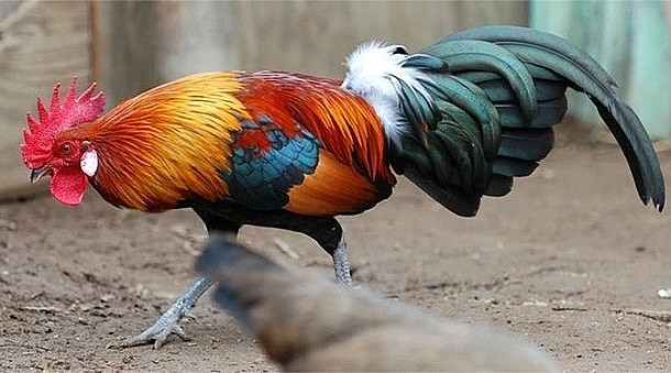 Gà rừng được săn đón trên nhiều trang web sinh vật cảnh ở Việt Nam. 