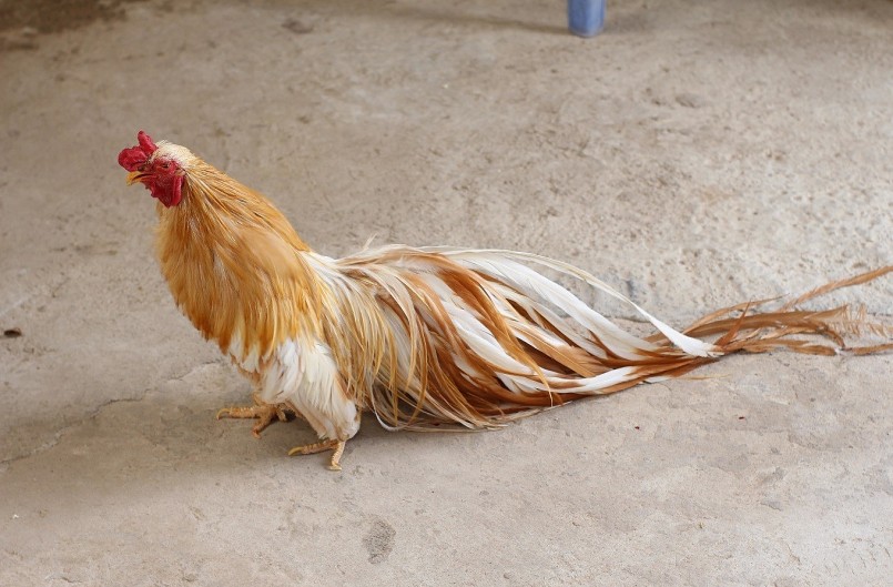 Gà tre Tân Châu là giống gà bản địa của Việt Nam, có nguồn gốc từ tỉnh An Giang.
