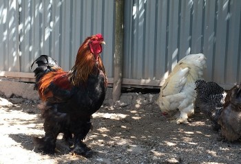 Những giống gà độc lạ gây sốt dịp Tết giá tiền triệu cũng khó mua