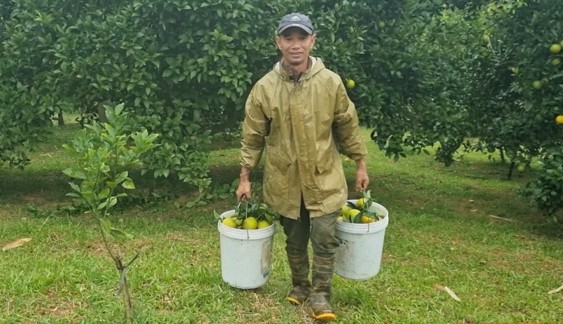 Theo ông Chiến, cam lòng vàng đầu vụ có giá 30.000 đồng/kg