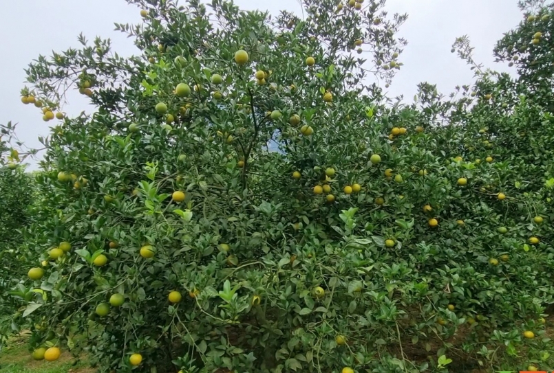 Vườn cam lòng vàng nhà ông Chiến có những cây cho thu nhập cả tạ quả