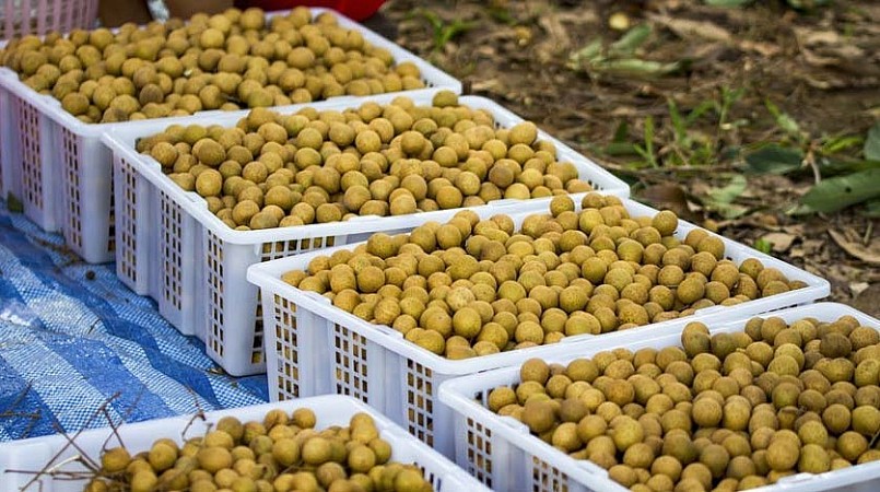 Mỗi năm Việt Nam xuất khẩu khoảng 10 triệu tấn trái cây các loại.