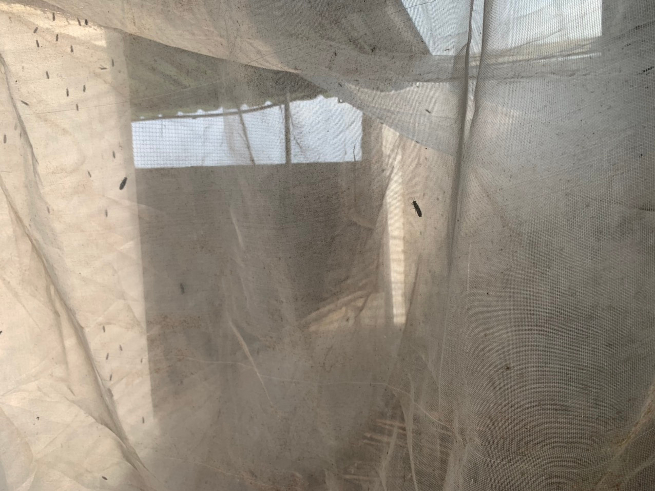 Đặc điểm nổi bật của ruồi lính đen là không cắn người, không bâu vào thức ăn Đặc điểm nổi bật của ruồi lính đen là không cắn người, không bâu vào thức ăn