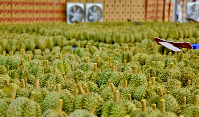 Nở rộ trào lưu chặt cà phê, hồ tiêu để trồng sầu riêng