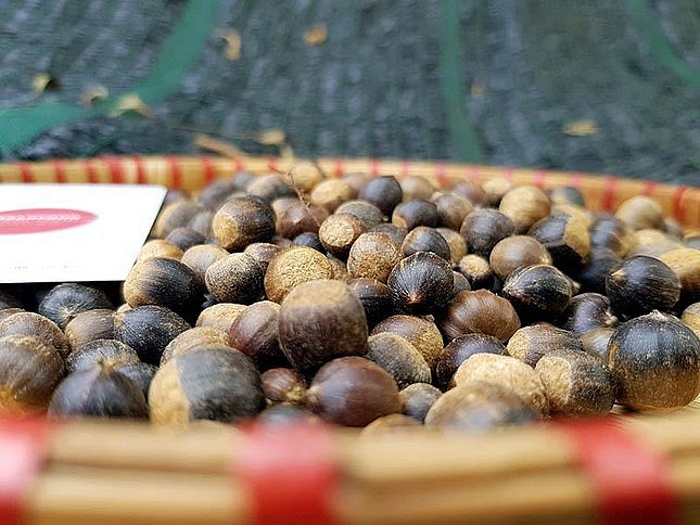 Thứ hạt “tí hon” vào mùa, giá 100.000 đồng/kg, chị em tranh nhau đặt mua