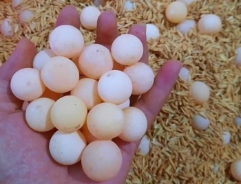 Loại trứng bé xíu, núng nính như thạch, tưởng không ăn được mà ngon đến… khó cưỡng