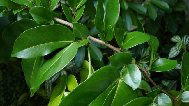 Loại cây lá rụng đầy không ai nhặt lại là đặc sản chỉ có ở miền Tây