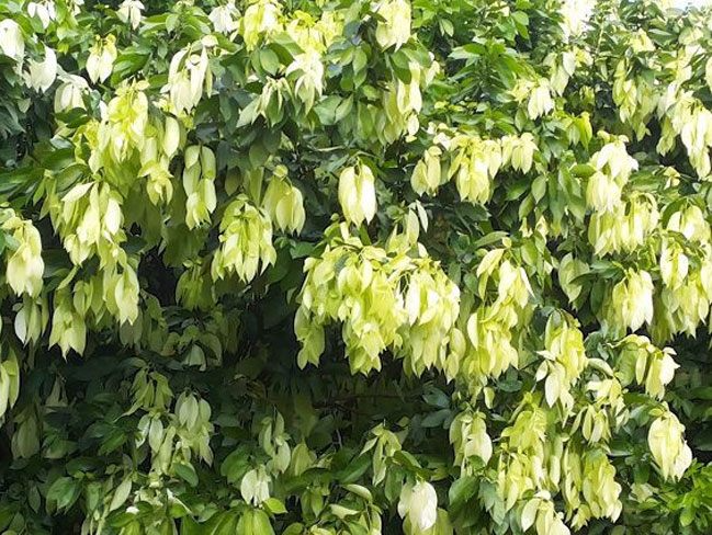 Loại cây lá rụng đầy không ai nhặt lại là đặc sản chỉ có ở miền Tây