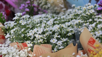 Giới trẻ Hà Thành tranh thủ đi chụp ảnh cúc hoạ mi đầu mùa