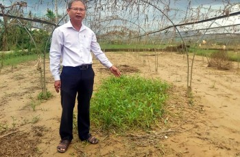Sau mưa lũ người trồng rau, hoa ở Đà Nẵng trắng tay vụ Tết