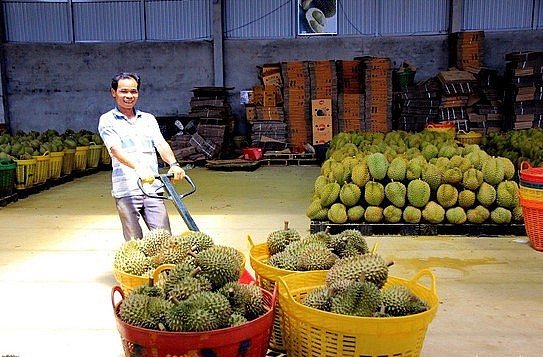 Thương lái kiểm tra từng trái sầu riêng để nhập hàng, đem đi xuất khẩu - Ảnh: TT