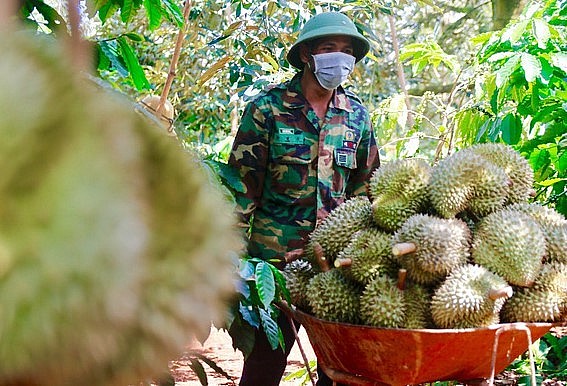 Hiện có khoảng 1.500ha sầu riêng Đắk Lắk đã có mã vùng trồng, Đắk Lắk phấn đấu năm 2023 sẽ nâng lên khoảng 3.000ha - Ảnh: TT