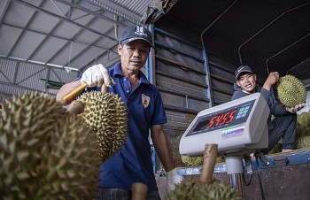 Làm gì để minh bạch hóa việc cấp mã số vùng trồng sầu riêng, giữ vững thị trường xuất khẩu?