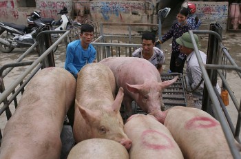 Tiếp tục giảm mạnh, điều gì sẽ sảy ra khi giá heo hơi chạm mốc 50.000 đồng/kg