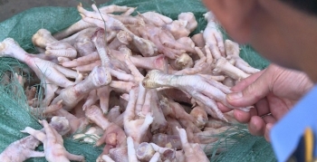 Hà Nội: Ngăn chặn kịp thời trên 03 tấn chân gà bẩn