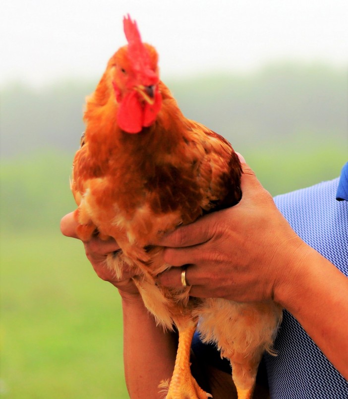 Giống gà ri Hòa Bình của trang trại gia đình anh Nhàn được bán khắp tỉnh.