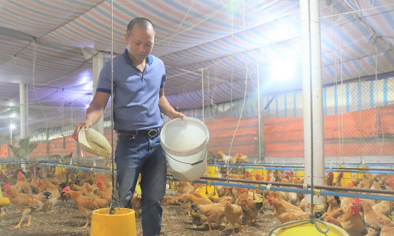 Lứa gà đầu tiên anh Nhàn thua lỗ 200 triệu đồng, nhưng vẫn không nản chí.