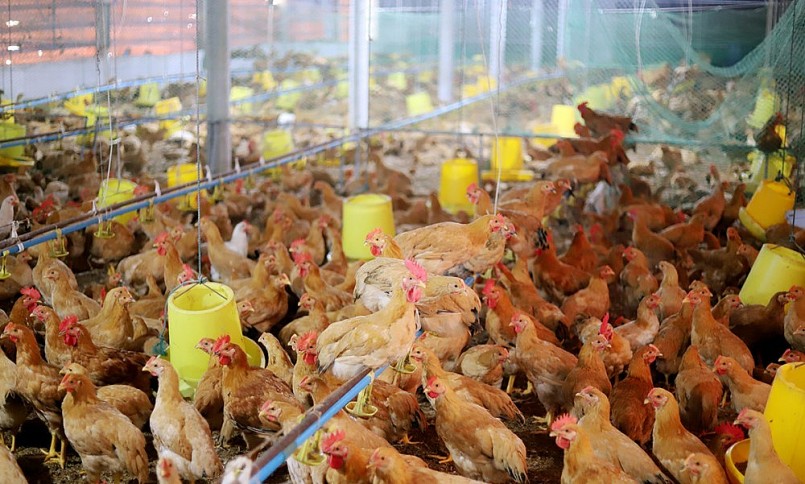 Trang trại gà ri của anh Nhàn.