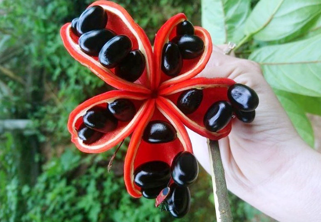 Loại quả nghe tên lạ lẫm ở Việt Nam sang nước ngoài có giá 200.000 đồng/kg