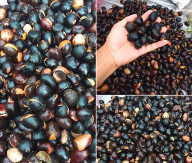 Loại quả nghe tên lạ lẫm ở Việt Nam sang nước ngoài có giá 200.000 đồng/kg