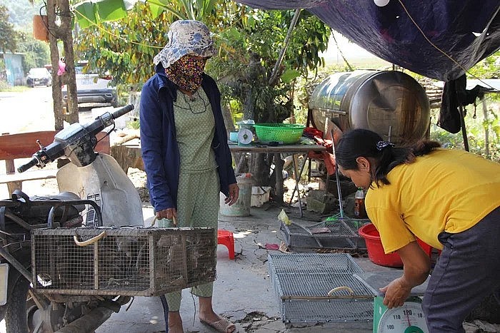 Sau một ngày đi săn, vợ chồng anh Thoả có trong tay gần 80kg chuột nhập cho thương lái