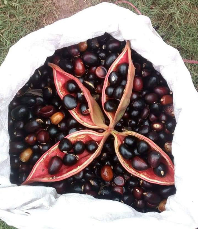 Loại quả nghe tên lạ lẫm ở Việt Nam sang nước ngoài có giá 200.000 đồng/kg