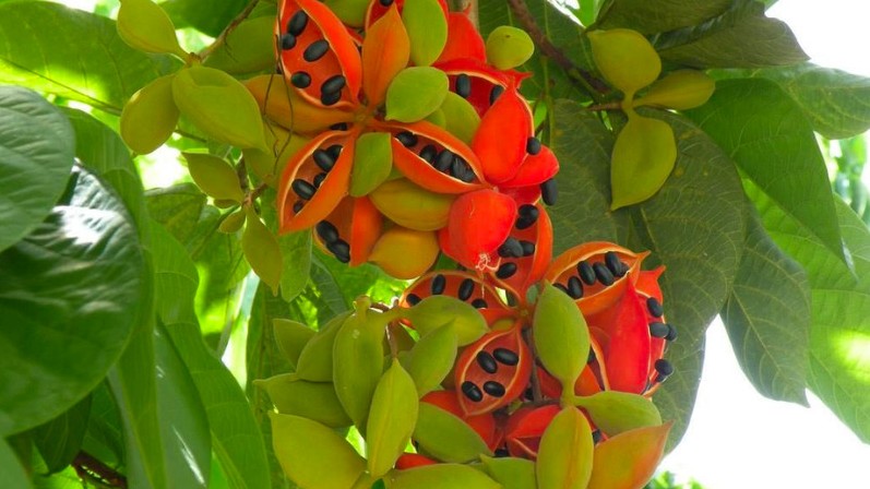 Loại quả nghe tên lạ lẫm sang nước ngoài có giá 200.000 đồng/kg