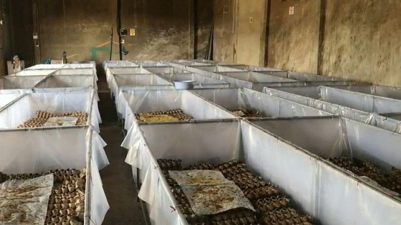 Bên trong trại nuôi dế của anh Luân