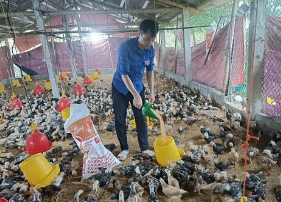 Thanh niên có nghị lực phát triển thương hiệu “Gà đồi Lang Chánh”