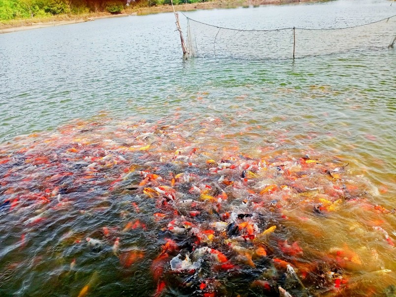 Trang trại nuôi cá của anh Ngọc