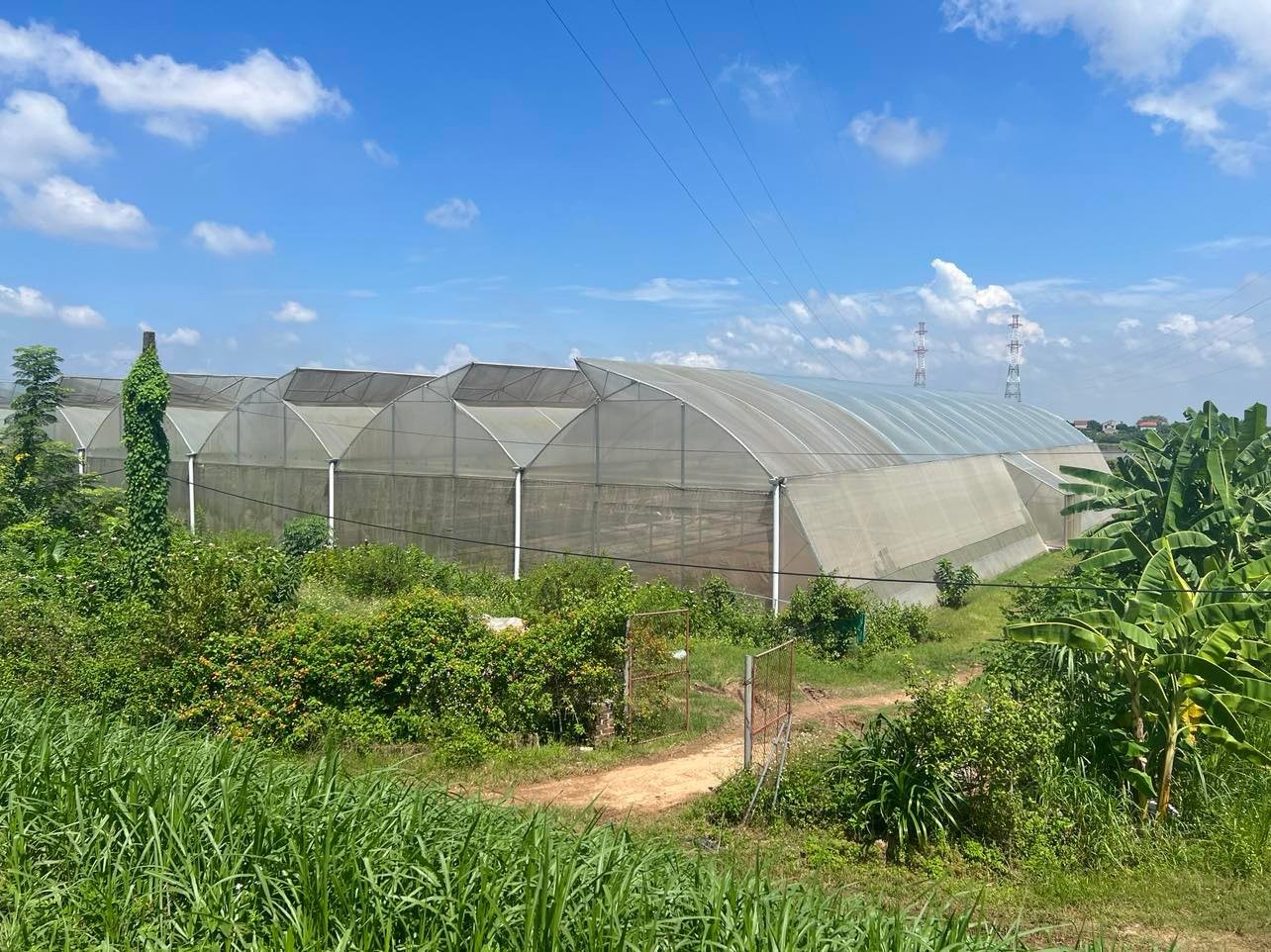 Mô hình HTX Mạnh Liên - Phú Thọ theo hướng nông nghiệp 4.0