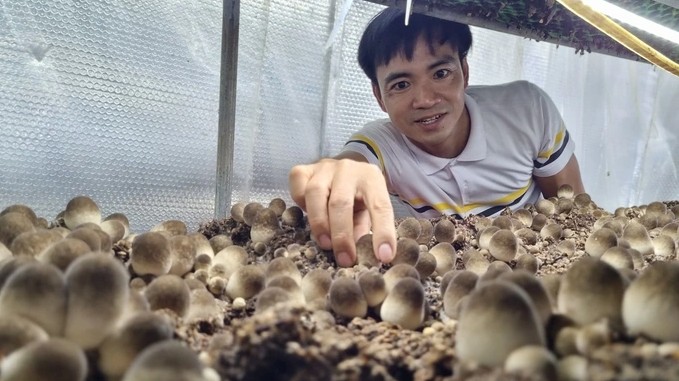 Trồng nấm rơm, mỗi tháng chỉ bán 2 ngày, thu lãi 45 triệu đồng