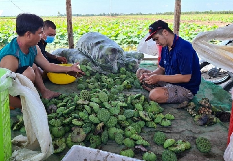Liên kết hợp tác với doanh nghiệp sẽ ổn định đầu ra cho người dân. Liên kết hợp tác với doanh nghiệp sẽ ổn định đầu ra cho người dân.