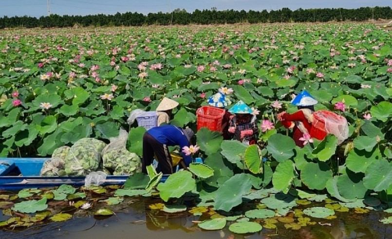 Đồng Tháp định hướng sản xuất vùng trồng sen theo hướng hữu cơ, nông nghiệp sinh thái. Đồng Tháp định hướng sản xuất vùng trồng sen theo hướng hữu cơ, nông nghiệp sinh thái.