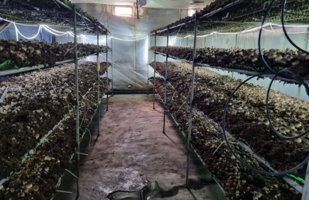 Trồng nấm rơm, mỗi tháng chỉ bán 2 ngày, thu lãi 45 triệu đồng Trồng nấm rơm, mỗi tháng chỉ bán 2 ngày, thu lãi 45 triệu đồng