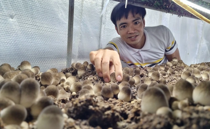 Trồng nấm rơm, mỗi tháng chỉ bán 2 ngày, thu lãi 45 triệu đồng Trồng nấm rơm, mỗi tháng chỉ bán 2 ngày, thu lãi 45 triệu đồng