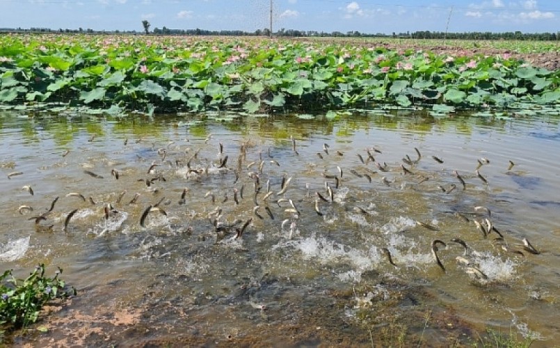 Sen là một trong những ngành hàng trong tái cơ cấu ngành nông nghiệp của tỉnh Đồng Tháp. Sen là một trong những ngành hàng trong tái cơ cấu ngành nông nghiệp của tỉnh Đồng Tháp.